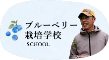 ブルーベリーの花芽分化 ブルーベリー狩り 吾一農園