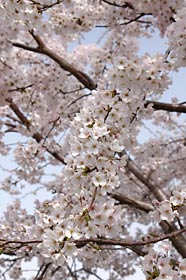 満開の桜