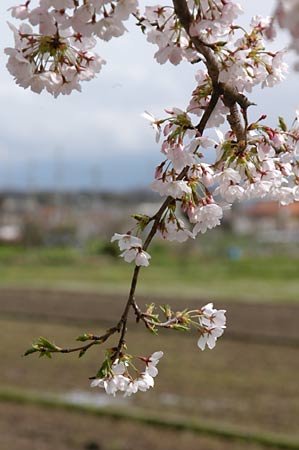 桜の花