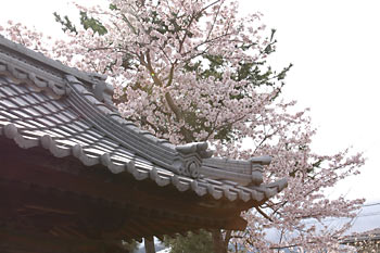 境内と桜