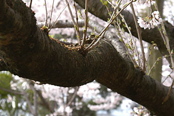 桜の木