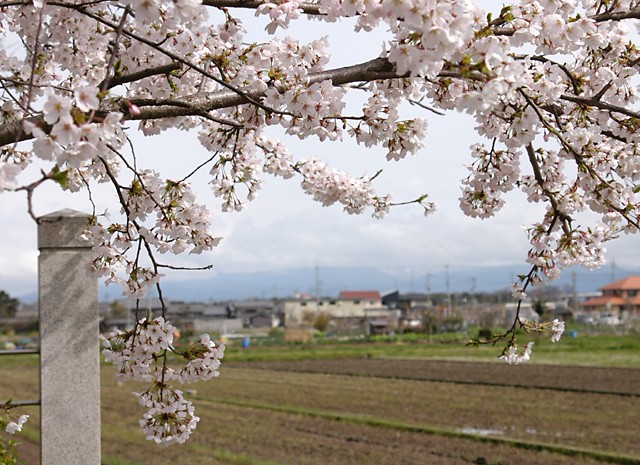 米原市の桜 2006年