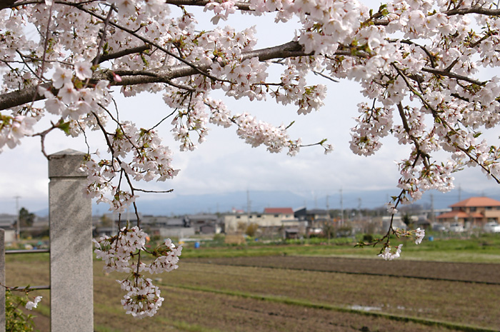 米原市の桜 2006年
