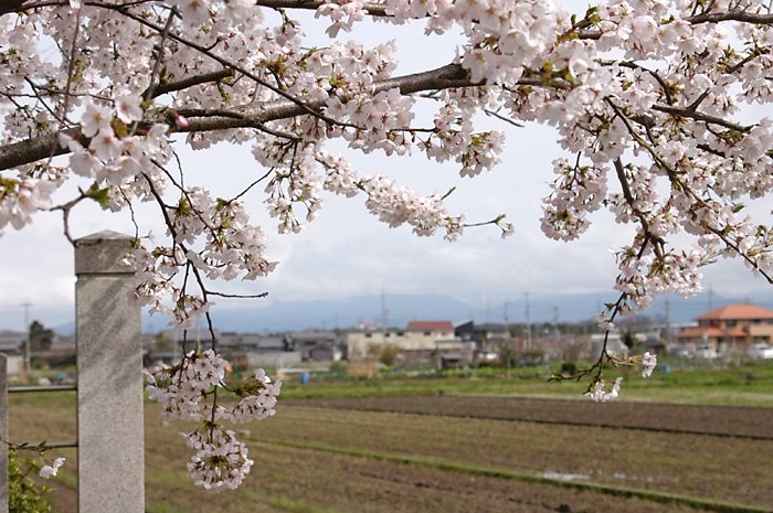 米原市の桜　２００６年