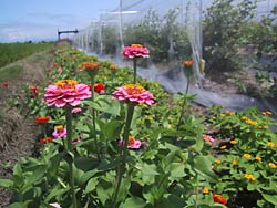 ブルーベリー園周辺の花