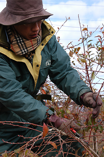 植え付け５年目のブルーベリー