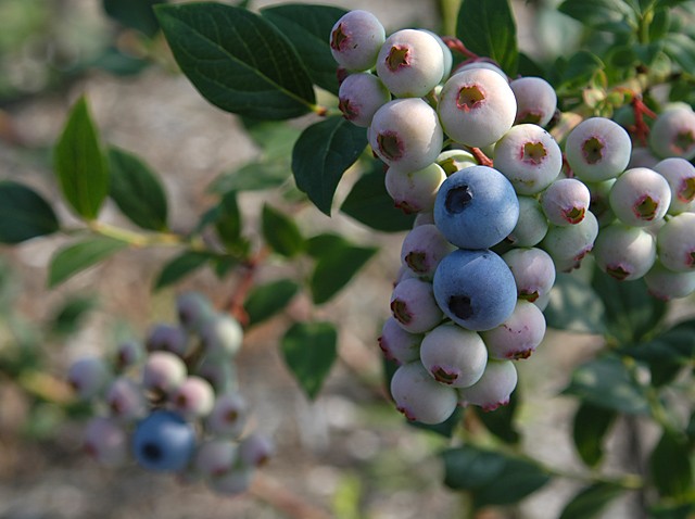 大粒ブルーベリーの栽培方法