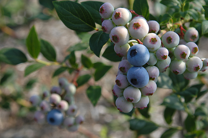 大粒ブルーベリーの栽培方法