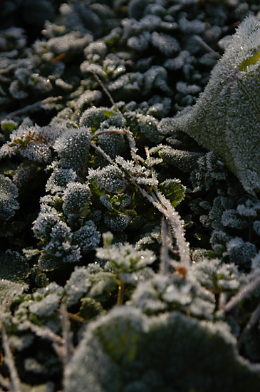 ブルーベリー畑の霜