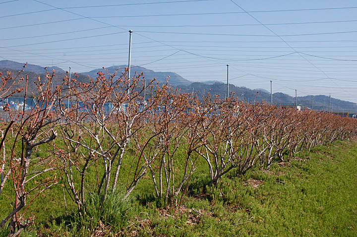 ブルーベリー園　３月　花芽が動く