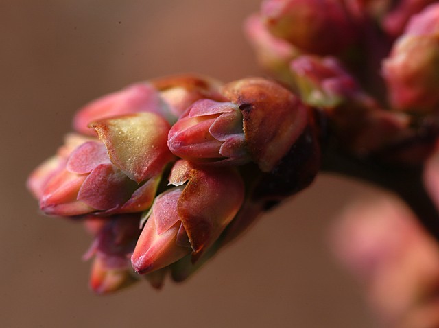 ブルーベリー園　４月　蕾