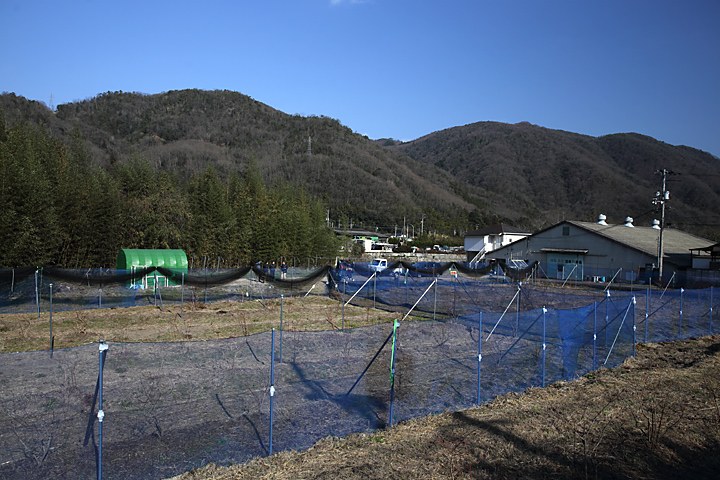 ブルーベリー園　暴風ネット