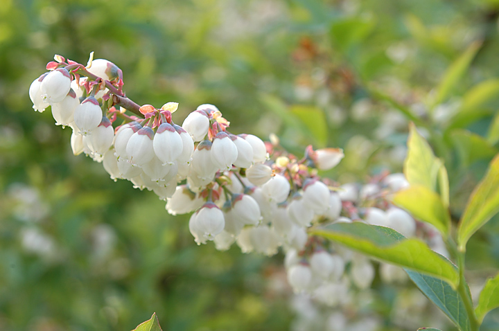 ブルーベリーの開花シーズン