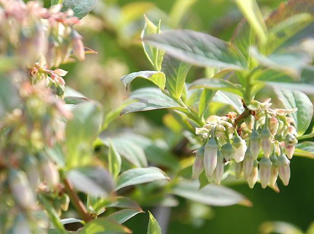 ブルーベリー園　５月　開花