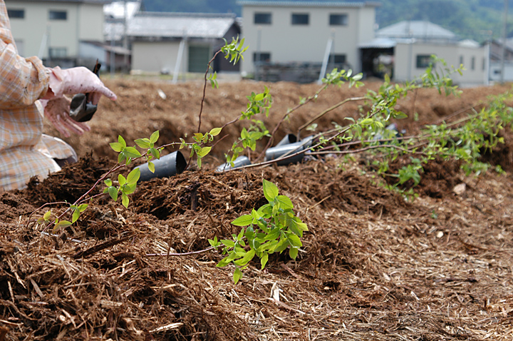 苗木の植え付けと防鳥・暴風ネット棚の設置