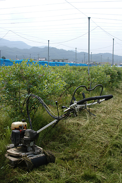 農園の草刈