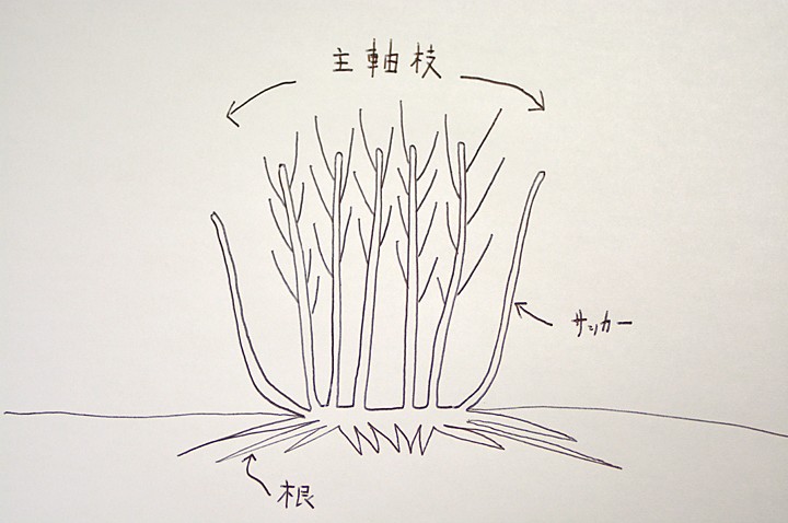 ブルーベリーの樹