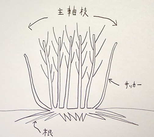 ブルーベリーの樹