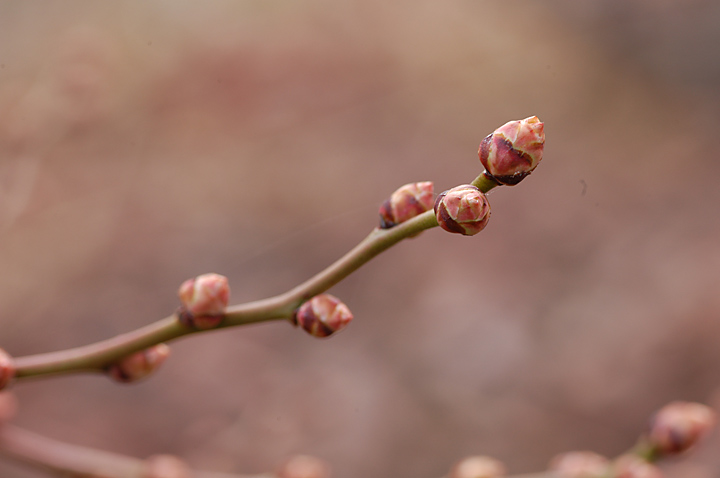 ブルーベリーの花芽