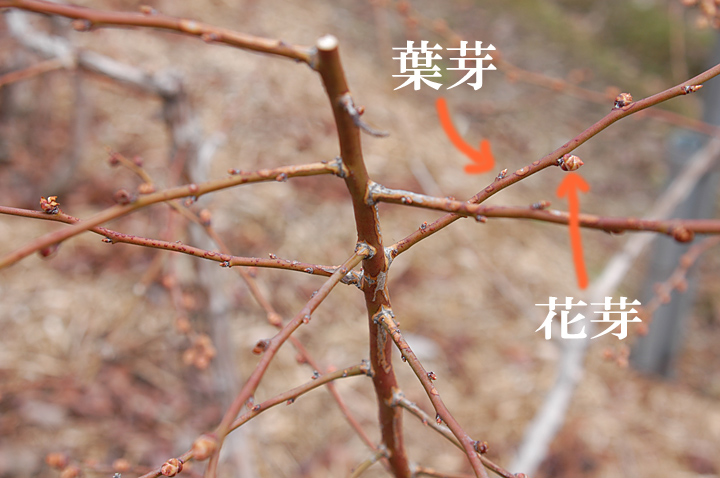 ブルーベリーの花芽と葉芽 ブルーベリー狩り 吾一農園