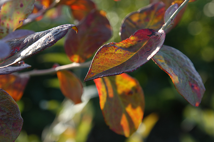 紅葉　ブルーベリー