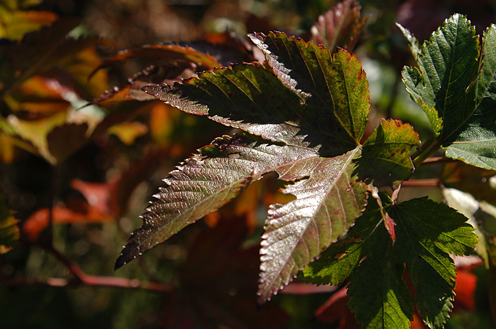 木いちごの葉　紅葉