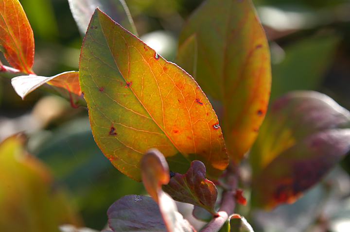 ブルーベリーの葉　紅葉