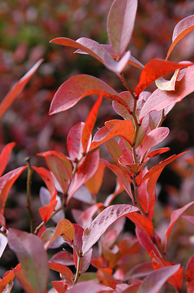 紅葉　ブルーベリー