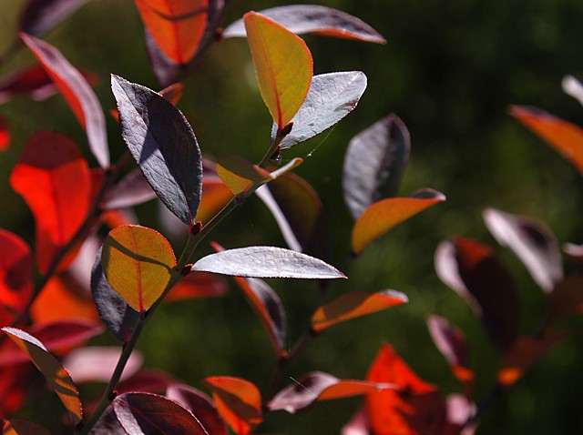 ブルーベリー園　１１月　紅葉最盛期