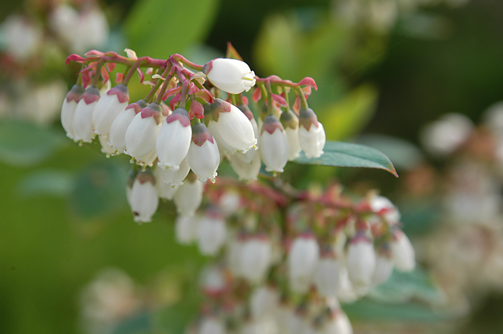 ブルーベリーの花 ブルーベリー狩り 吾一農園