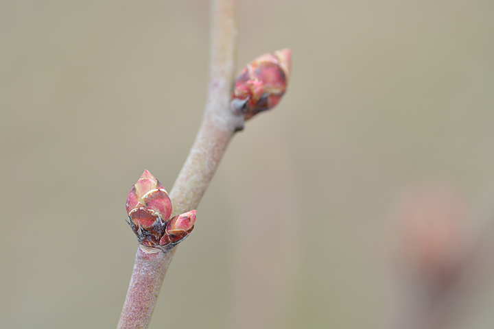 ブルーベリーの花芽２月