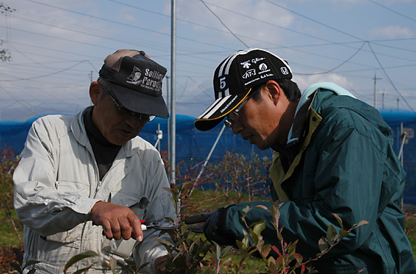 ブルーベリー栽培学校