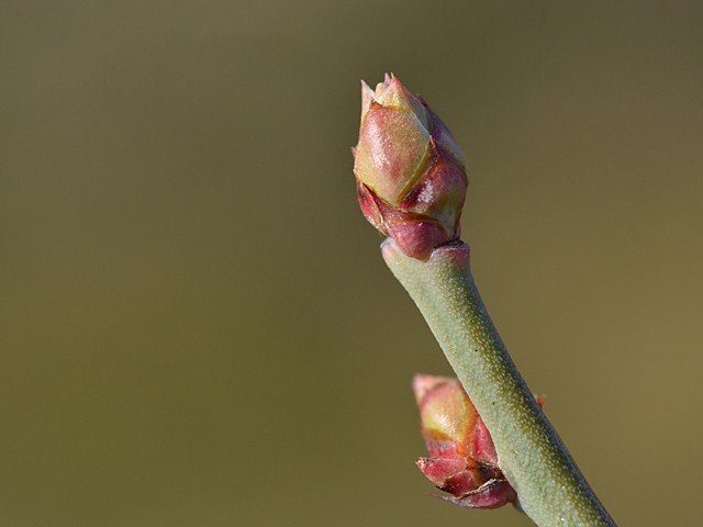 ３月上旬から中旬のブルーベリーの花芽