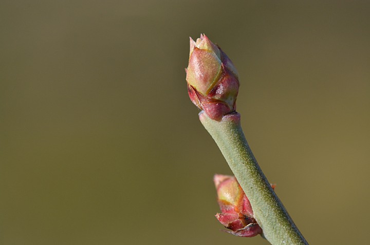 ３月上旬から中旬のブルーベリーの花芽