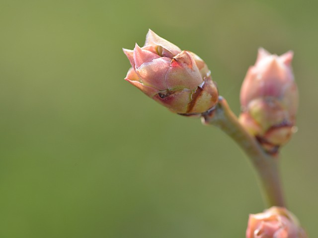 ブルーベリーの花芽の様子　３月下旬～
