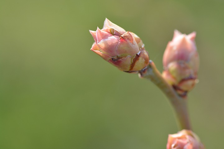 ブルーベリーの花芽の様子　３月下旬～