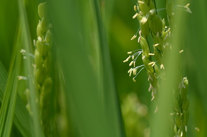 お米の花