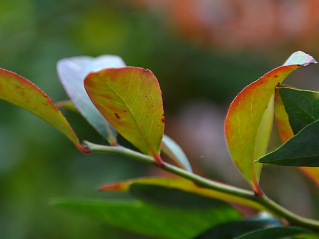 庭の鉢植えブルーベリー