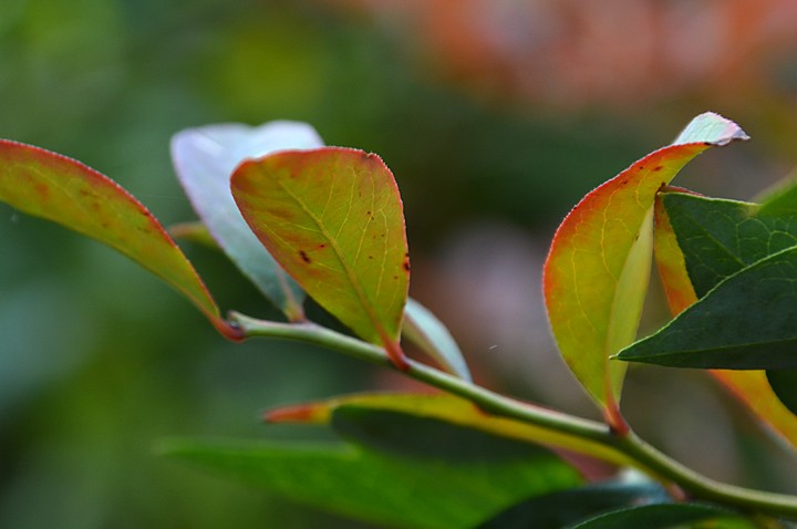 庭の鉢植えブルーベリー