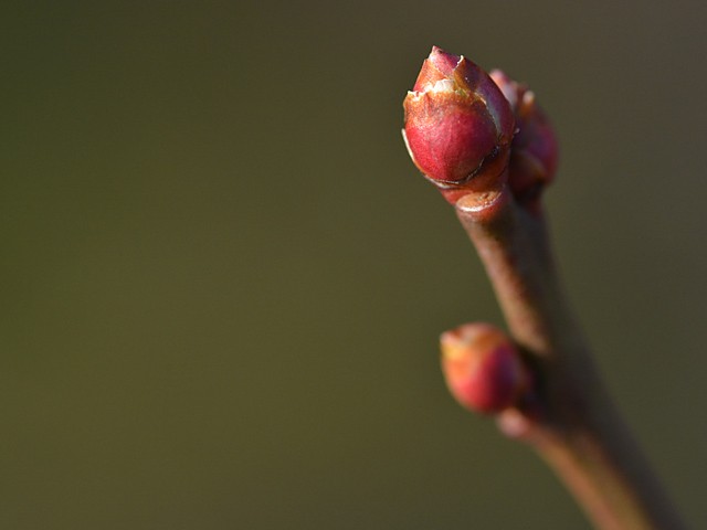 ブルーベリーの花芽