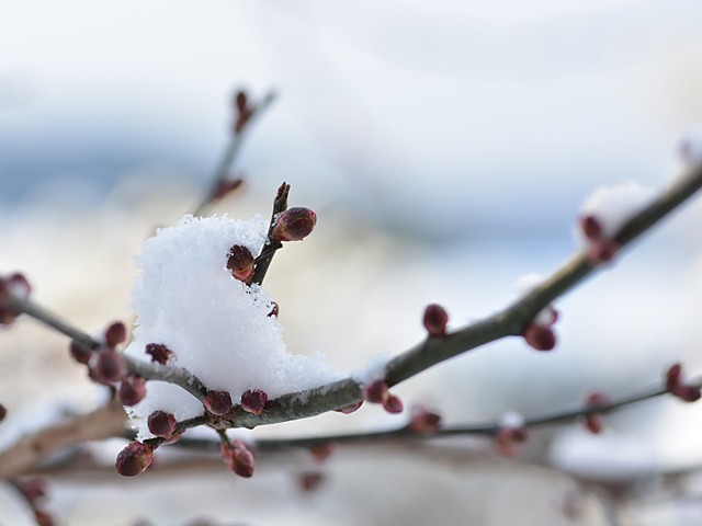 積雪