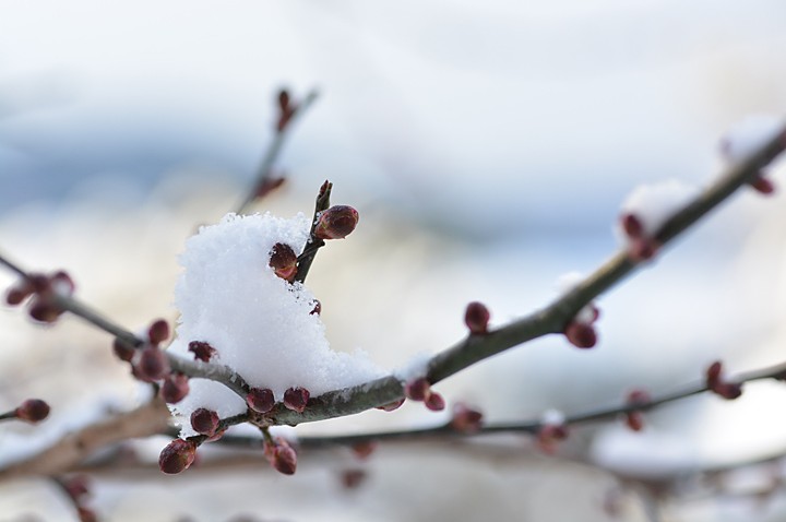 積雪