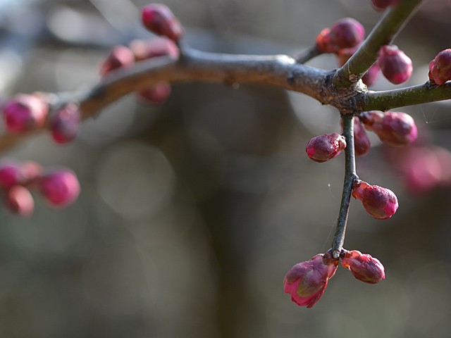 梅の蕾　開花はまもなく。