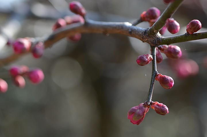 梅の蕾　開花はまもなく。