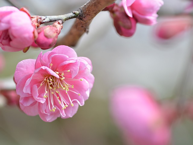 梅が開花です。