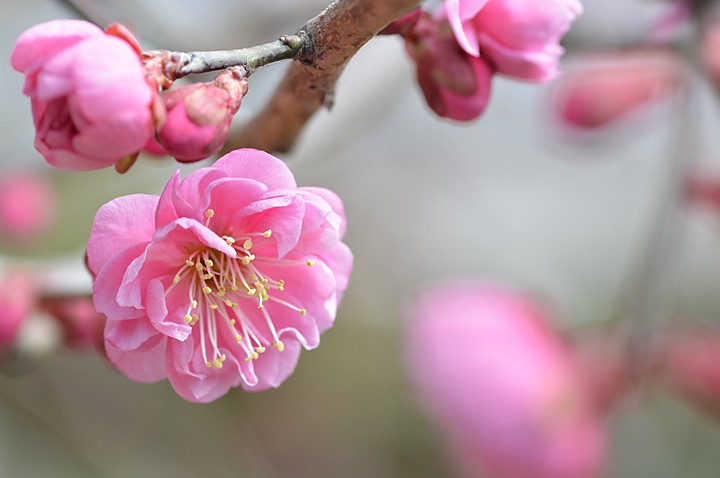 梅が開花です。