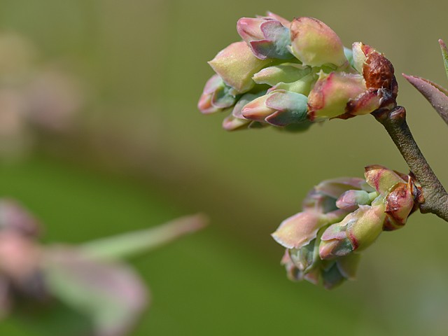 ブルーベリー園の４月　開花前　２０１８年