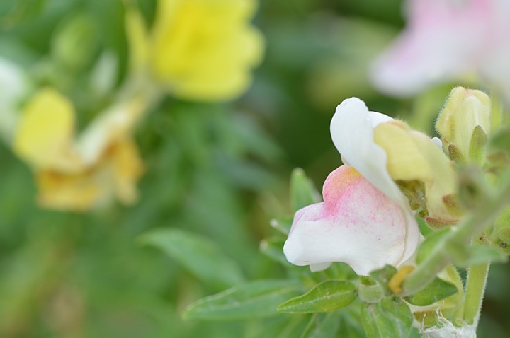 きんぎょ草