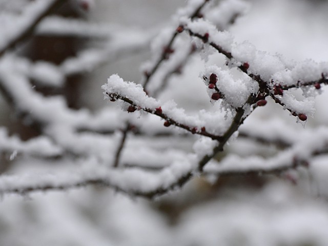 初雪