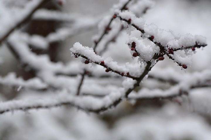 初雪